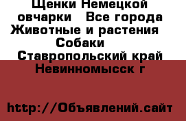 Щенки Немецкой овчарки - Все города Животные и растения » Собаки   . Ставропольский край,Невинномысск г.